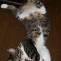 夏日だなにゃ～