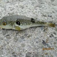 釣りに行こう