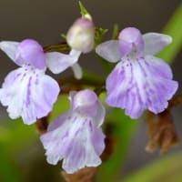 ウチョウランの仲間（６）夢千鳥ーb