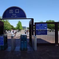 昭和記念公園　 こもれびの里に咲くアヤメ