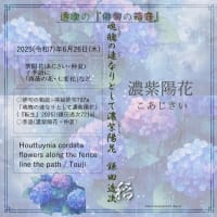■挿絵俳句707a「魂魄の連なりとして濃紫陽花」(『転生』2025)(鎌田透次)