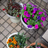 花の植え替え