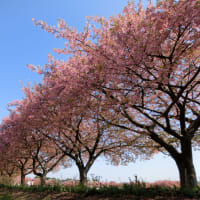 2025/3/22（土） 14時頃 の #河津桜 （ 千葉県 #佐倉市 #西志津スポーツ等多目的広場 #西志津河津桜まつり ）