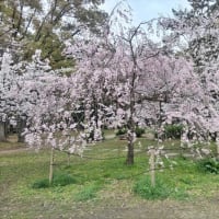桜🌸