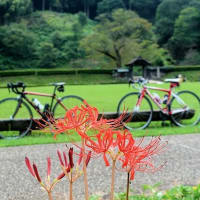 朝倉氏遺跡の曼珠沙華