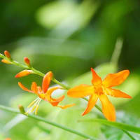文月の庭に咲く花