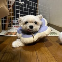 訓令式orヘボン式？　ローマ字もいろいろあるのか？