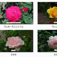 於大公園 ： バラ　薔薇・・・公園で見られた１００種類もの薔薇・バラの花です。