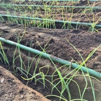 ネギの植付け360株完了です。