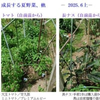夏野菜が成長し、収穫が始まります　ー 2025.6上 ー