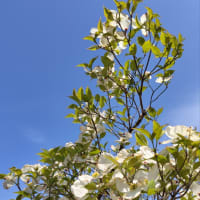 ハナミズキの花が咲いていた