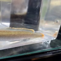 熱帯魚入荷