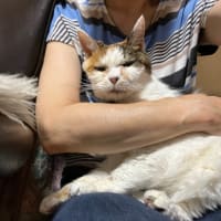 冷んやり