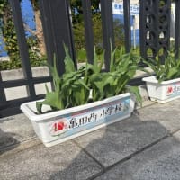 萬代橋チューリップフェスティバル2