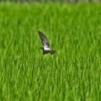 タカブシギ、ツバメ