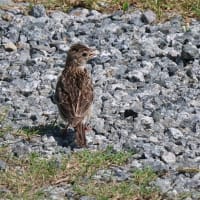 平城宮跡で野鳥写真展開催中！・・・夏鳥たちの小さな写真館
