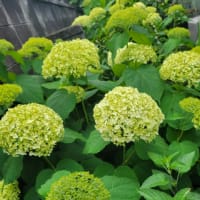 紫陽花
