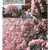 花巡り「梅－369」　久喜　青毛の住宅　