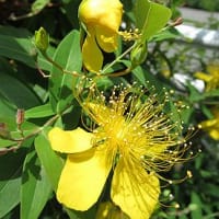 季節の花[未央柳 （びょうやなぎ）」