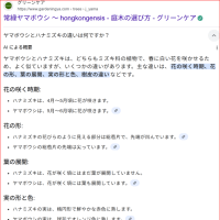 山法師が　山のように咲いてる♡