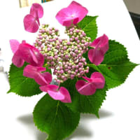 スケッチ植物水彩画