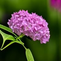 梅雨の桜