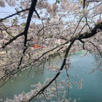 横浜｢大岡川｣でのお花見🌸カヤック①