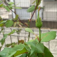2025.4.20 もうすぐバラの季節