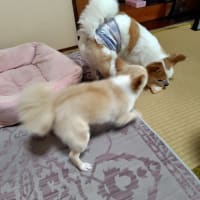 また、また、またパウンドケーキを作りましたよ