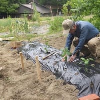 ナス，ししとう，そしてピーマンの苗を植え付け