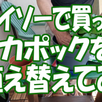 カポックの植え替えをしてみた。