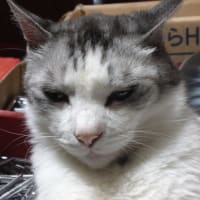 見逃しちまった