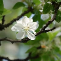 ヒメリンゴ　〈姫林檎の白い花  2024〉　
