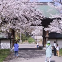 小樽方面へ桜を探して７）天上寺の桜