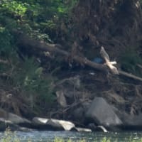 カワセミ、モズ、他、