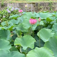 菊文研講座「再（彩・差異）発見！装飾古墳の世界」第２回目
