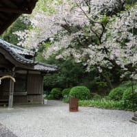 田殿丹生神社の桜