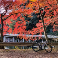 2024年 最初で最後の紅葉ライド