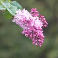 ライラック　〈紫色の花〉　