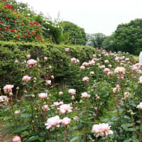 智光山公園