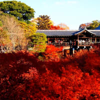 東福寺の紅葉は美しい！(京旅日誌）