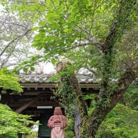 新緑が美しい松尾寺