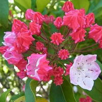 季節の花「カルミア」