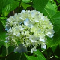 日前神宮・國懸神宮境内に咲く紫陽花
