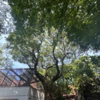 上野動物園周辺　2025.6.29