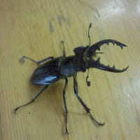 クワガタ