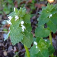 庭花から～春の野草～