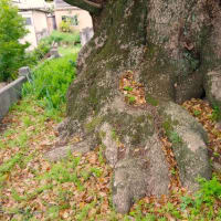 愛媛県西条市、壬生川「森岡神社のクスノキ」（保存樹木）です！！