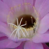 ２０２５サボテンの花②