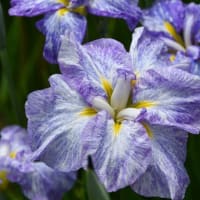 花しょうぶの彩りを楽しむ油ヶ渕の水辺と応仁寺-2